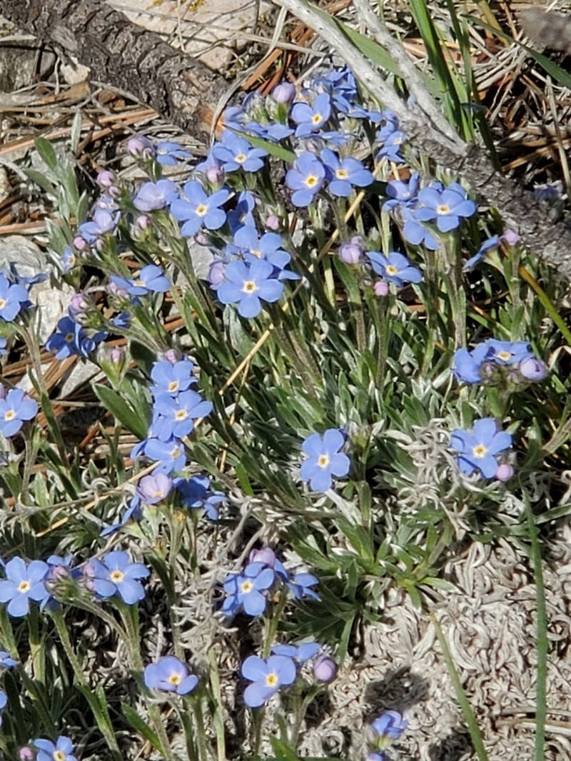 Howard's Alpine Forget-Me-Not photo 2