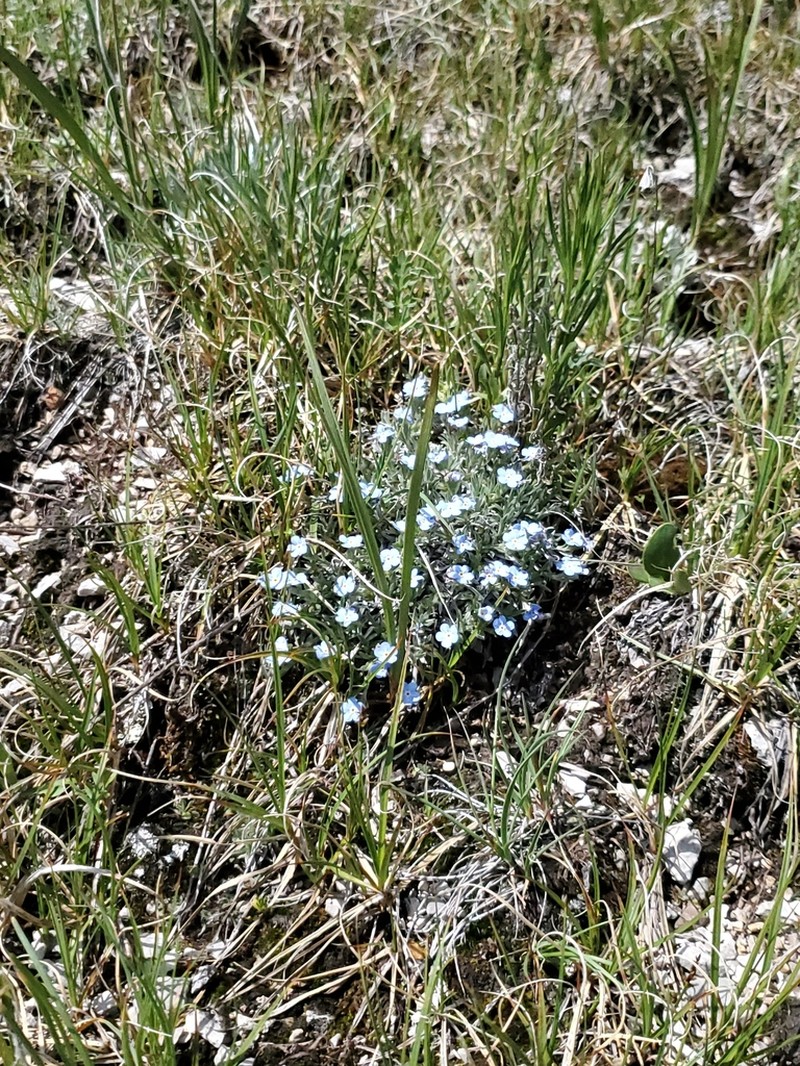 Howard's Alpine Forget-Me-Not photo 3