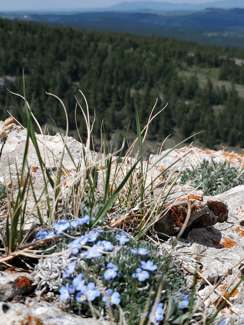 Howard's Alpine Forget-Me-Not photo 4