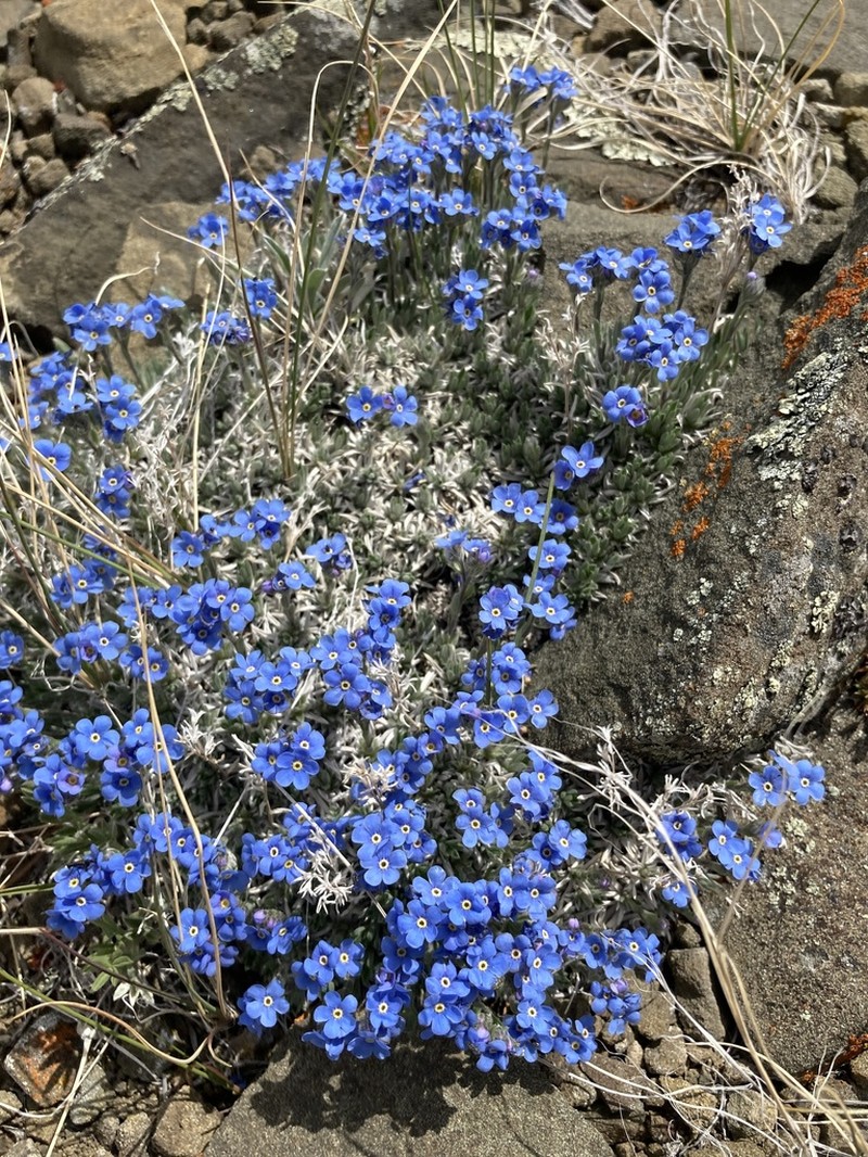 Howard's Alpine Forget-Me-Not photo 5