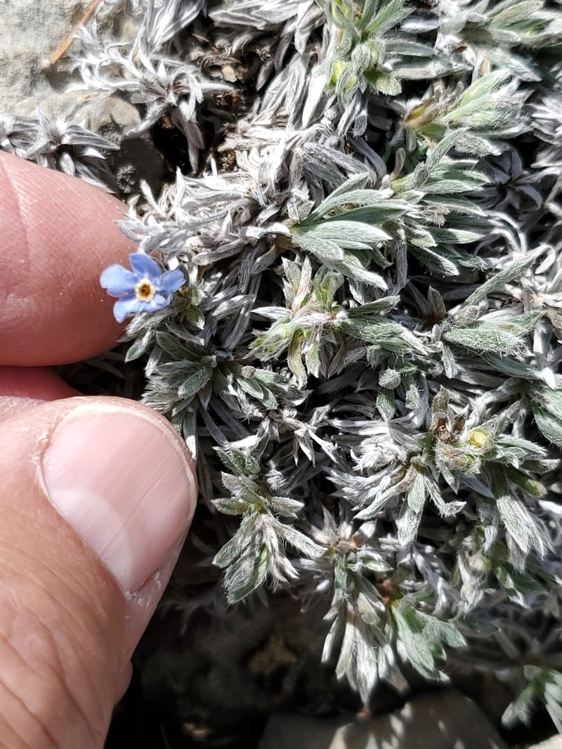 Howard's Alpine Forget-Me-Not photo 6