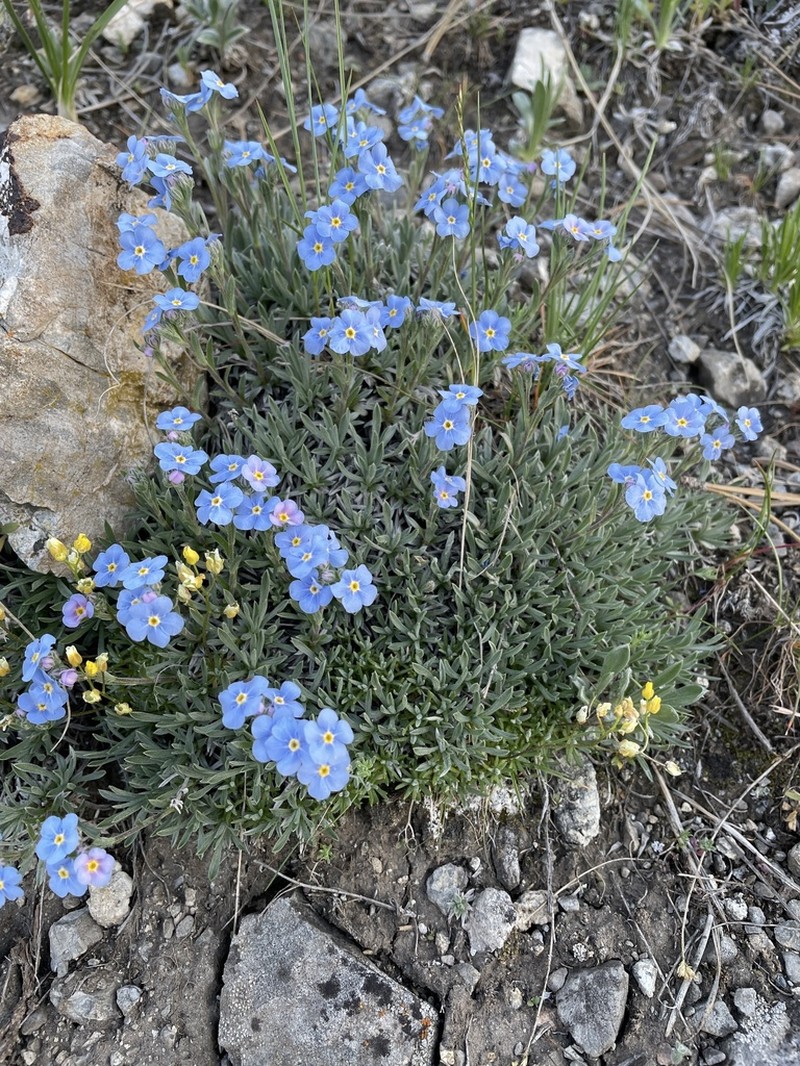 Howard's Alpine Forget-Me-Not photo 7