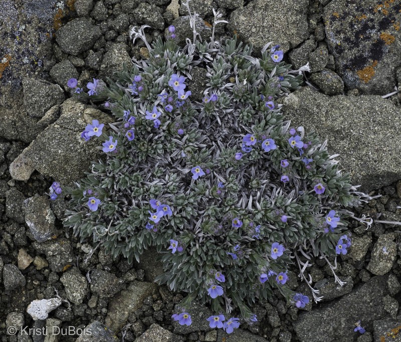 Howard's Alpine Forget-Me-Not photo 8
