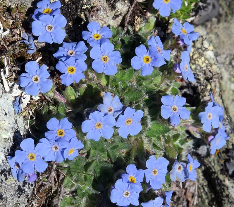 Arctic Alpine Forget-Me-Not