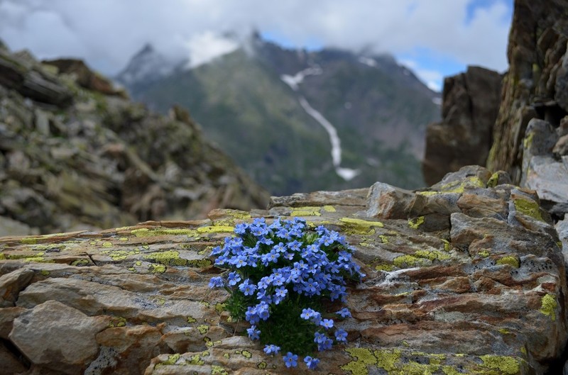 Arctic Alpine Forget-Me-Not photo 2