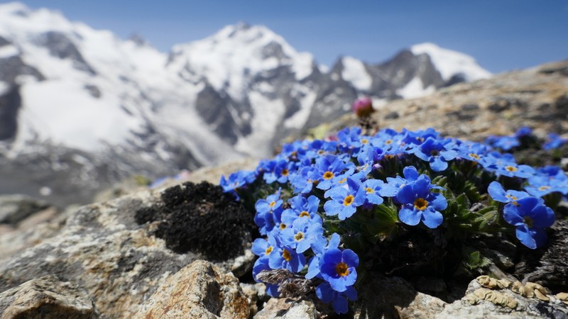 Arctic Alpine Forget-Me-Not photo 3