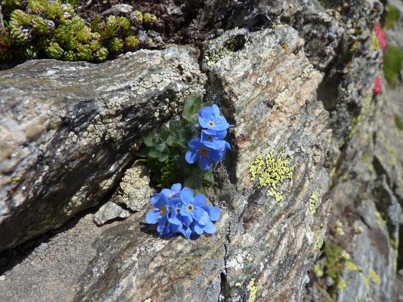 Arctic Alpine Forget-Me-Not photo 4