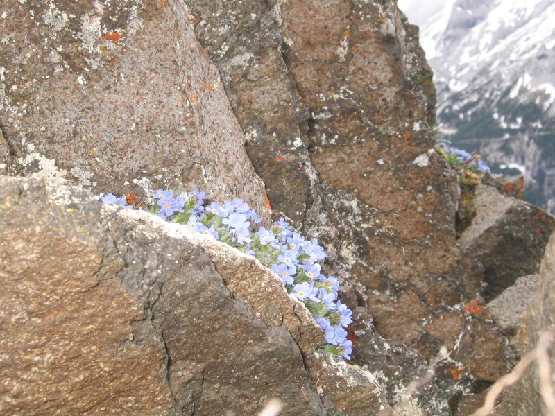 Arctic Alpine Forget-Me-Not photo 5