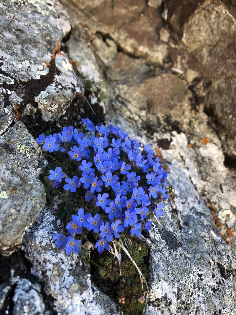 Arctic Alpine Forget-Me-Not photo 7