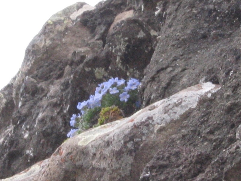 Arctic Alpine Forget-Me-Not photo 8
