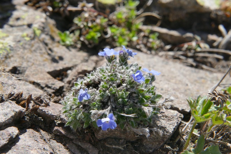 Eritrichium nanum subsp. nanum