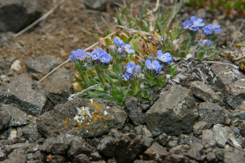 Eritrichium nanum subsp. nanum photo 2