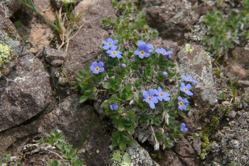 Eritrichium nanum subsp. nanum photo 3