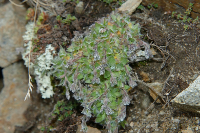 Eritrichium nanum subsp. nanum photo 4