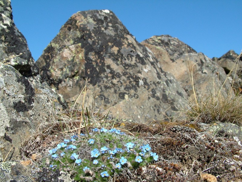 Eritrichium pulvinatum
