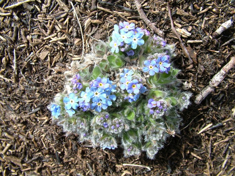 Eritrichium pulvinatum photo 2
