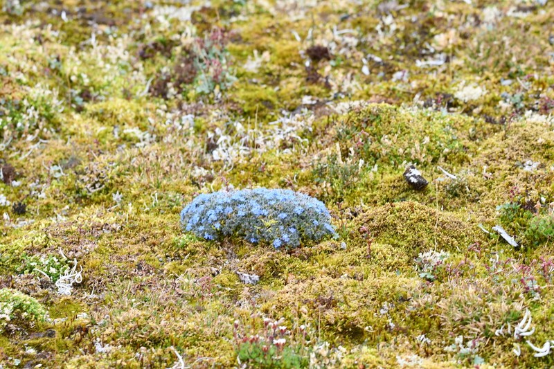 Eritrichium pulvinatum photo 3