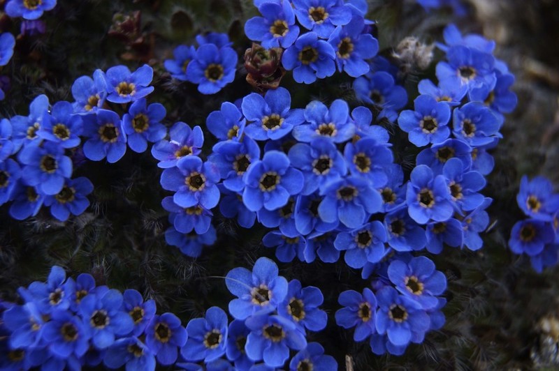 Eritrichium pulvinatum photo 4