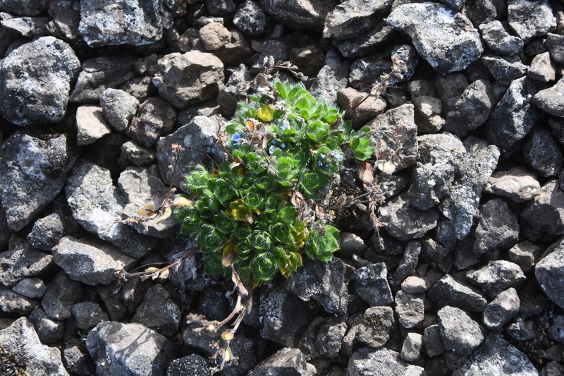 Eritrichium pulvinatum photo 5