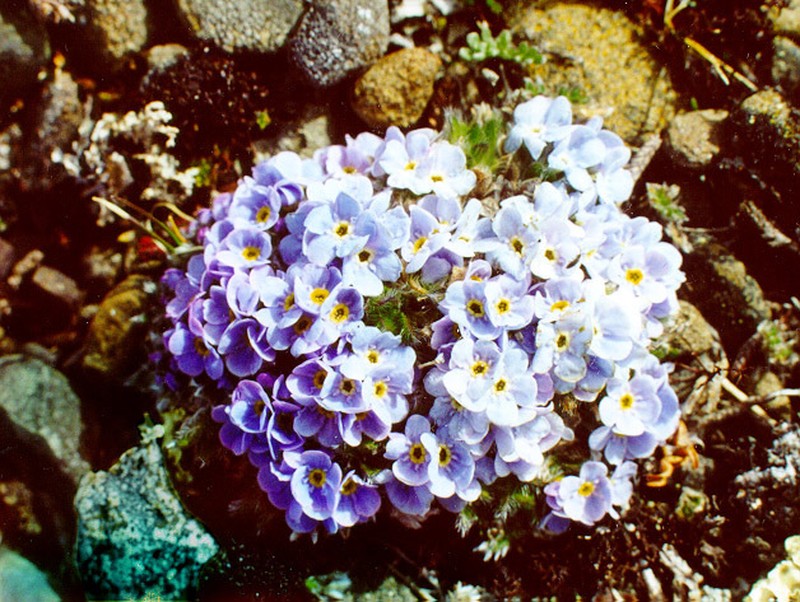 Eritrichium pulvinatum photo 6