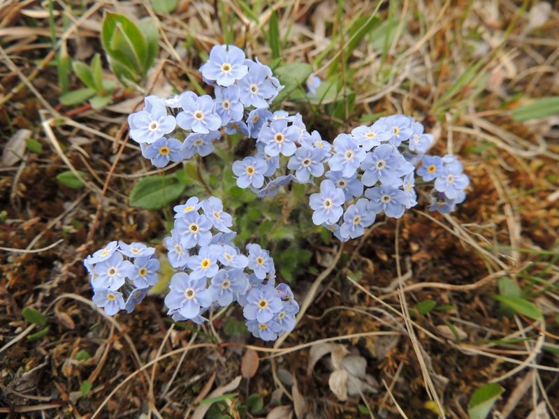 Eritrichium pulvinatum photo 7