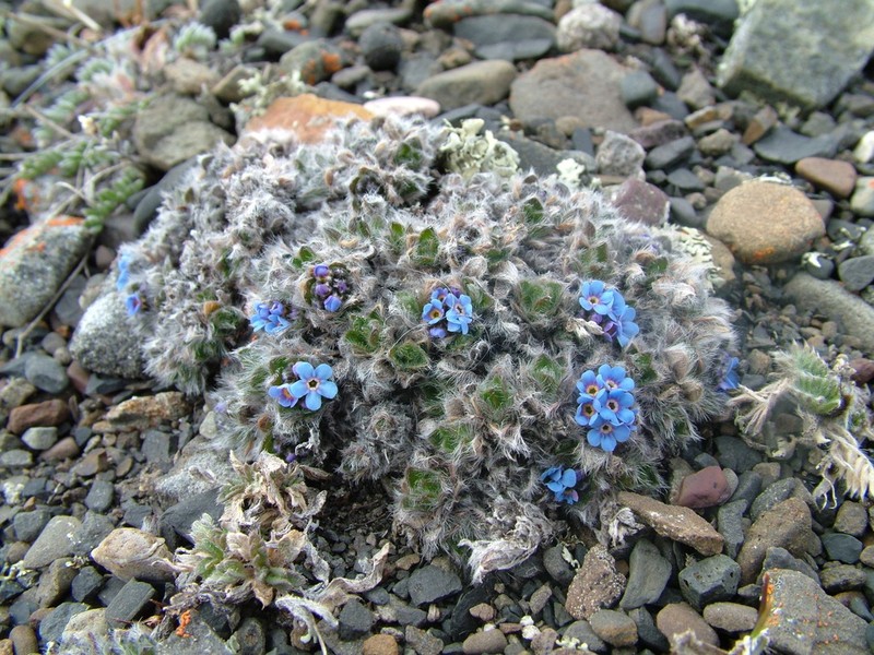 Eritrichium pulvinatum photo 8