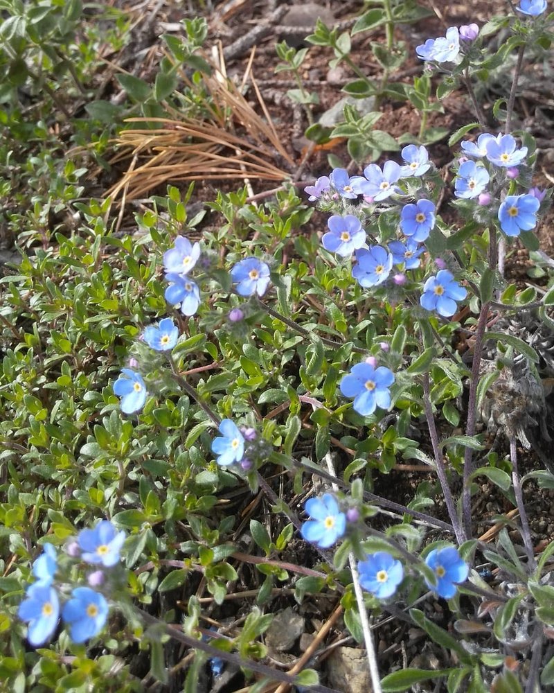 Eritrichium rupestre photo 2