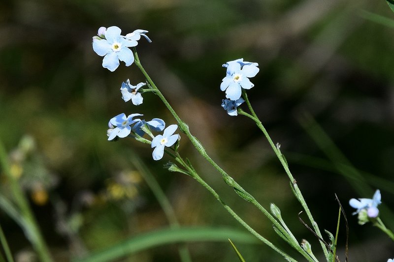 Eritrichium rupestre