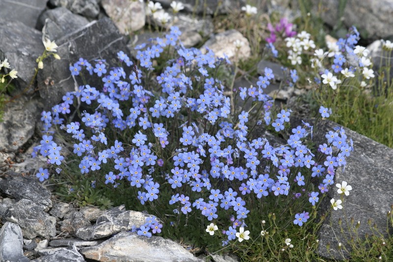 Showy Alpine Forget-Me-Not