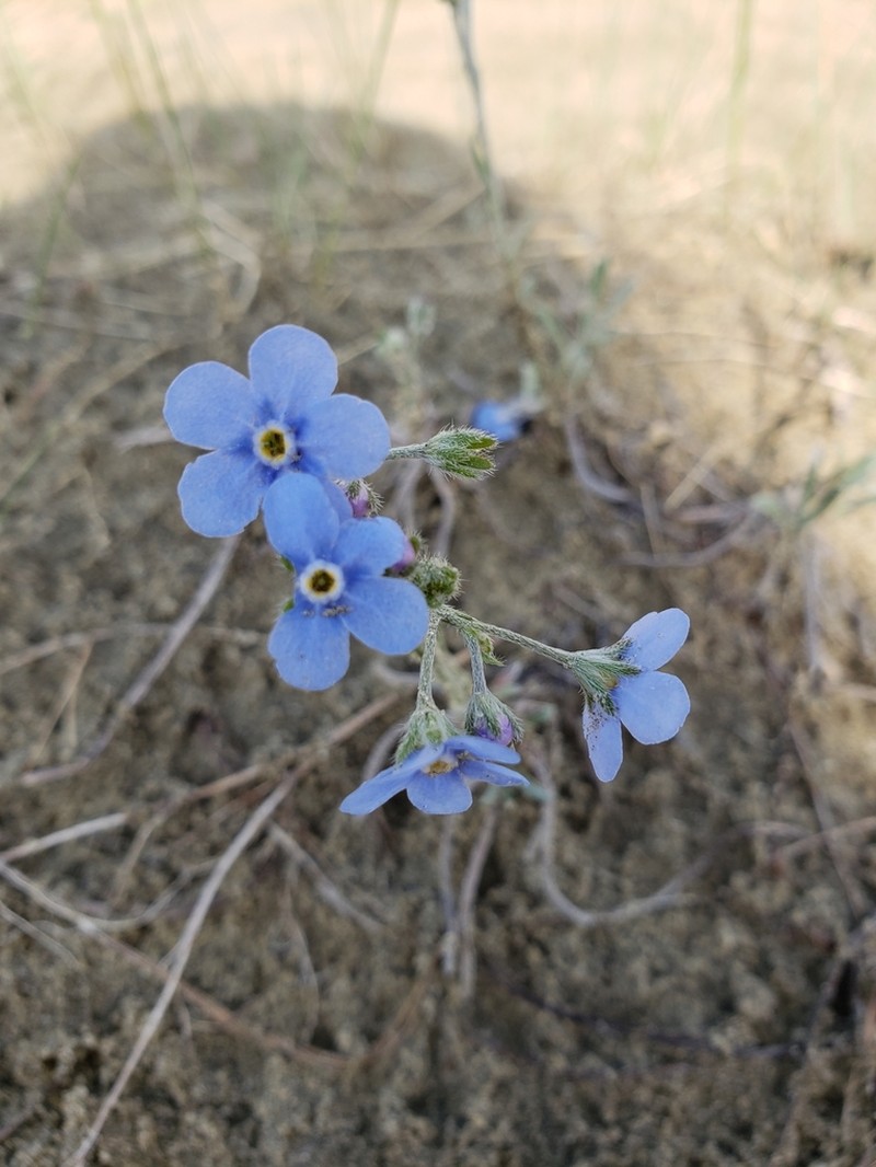 Showy Alpine Forget-Me-Not photo 2