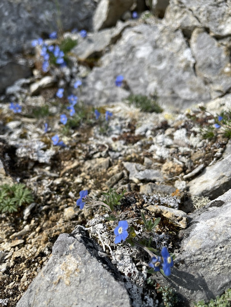 Showy Alpine Forget-Me-Not photo 4