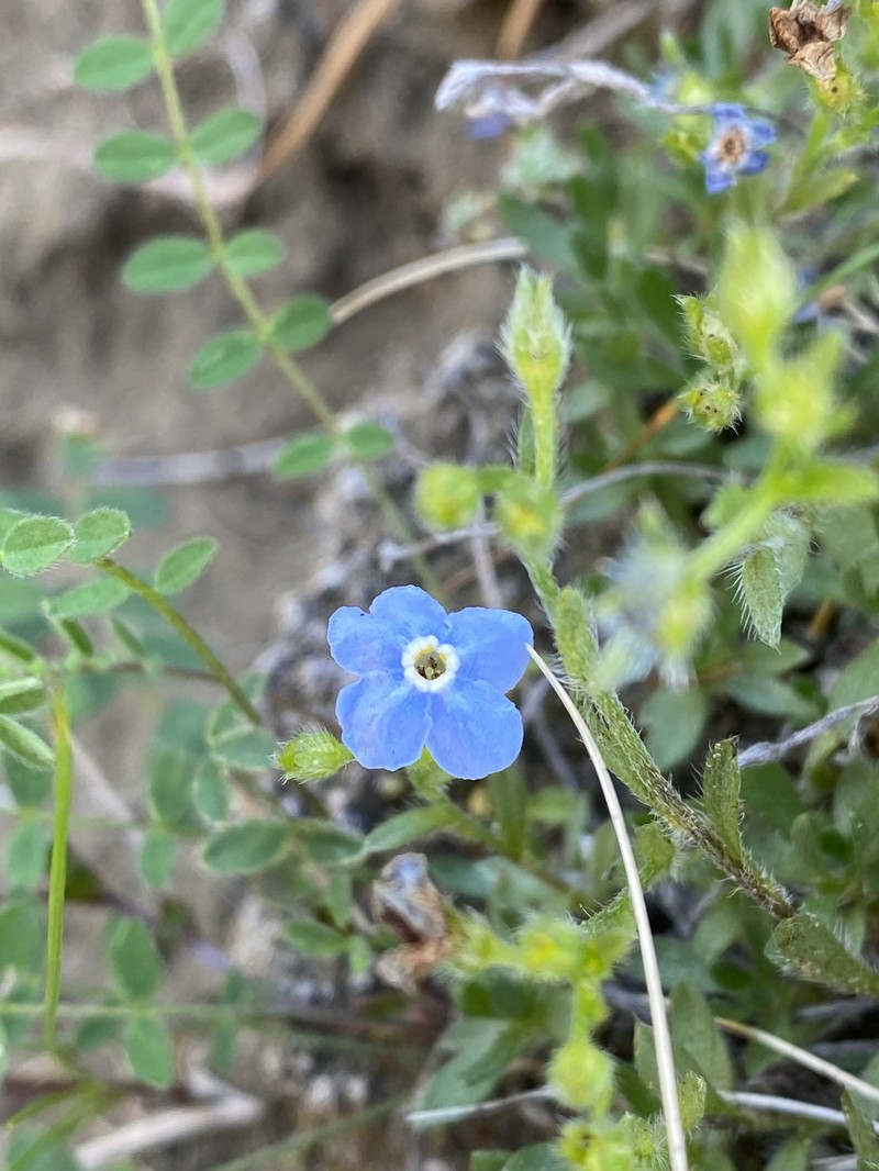 Showy Alpine Forget-Me-Not photo 6
