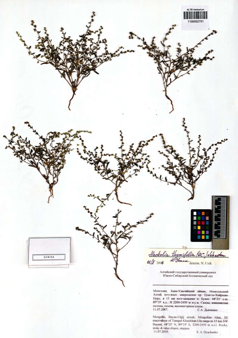 Eritrichium thymifolium subsp. thymifolium