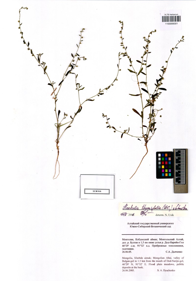 Eritrichium thymifolium subsp. thymifolium photo 2