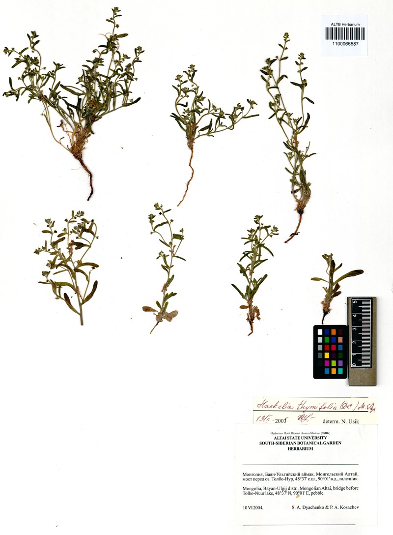 Eritrichium thymifolium subsp. thymifolium photo 3