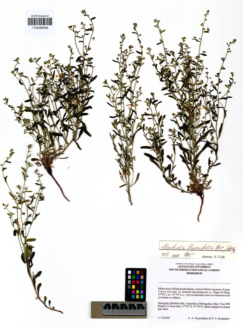 Eritrichium thymifolium subsp. thymifolium photo 4