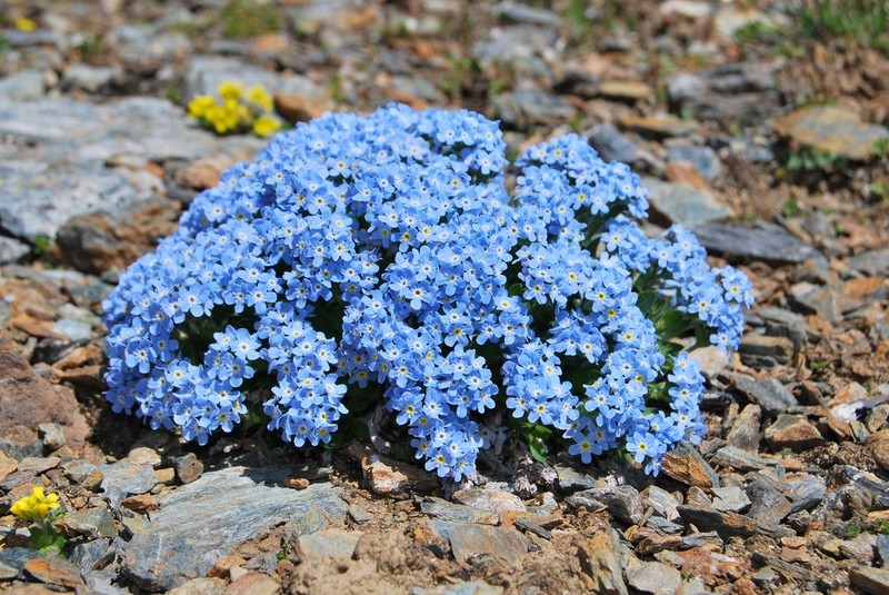 Eritrichium villosum
