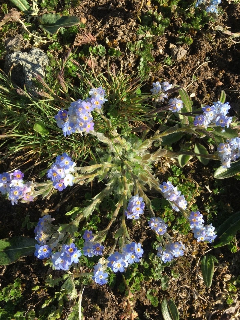 Eritrichium villosum photo 2