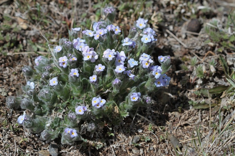Eritrichium villosum photo 3