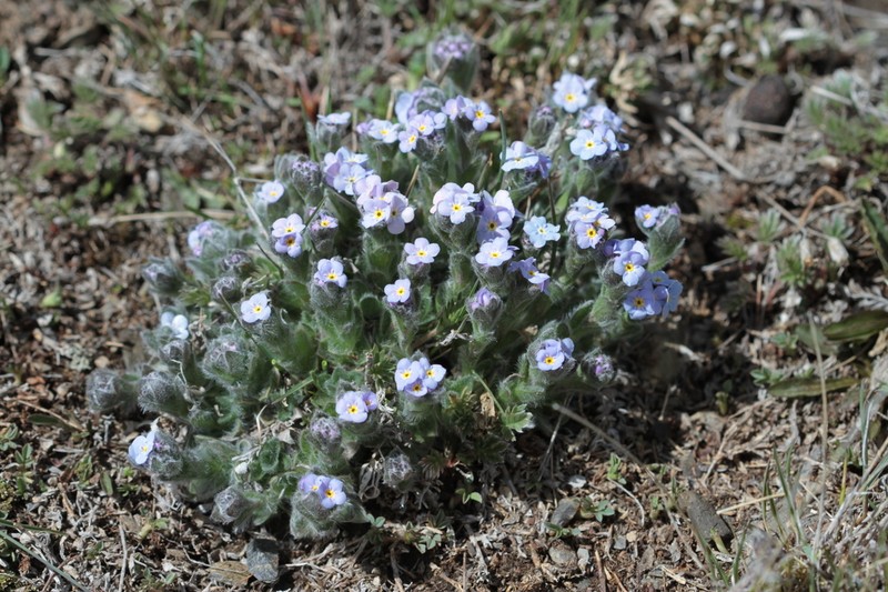 Eritrichium villosum photo 4