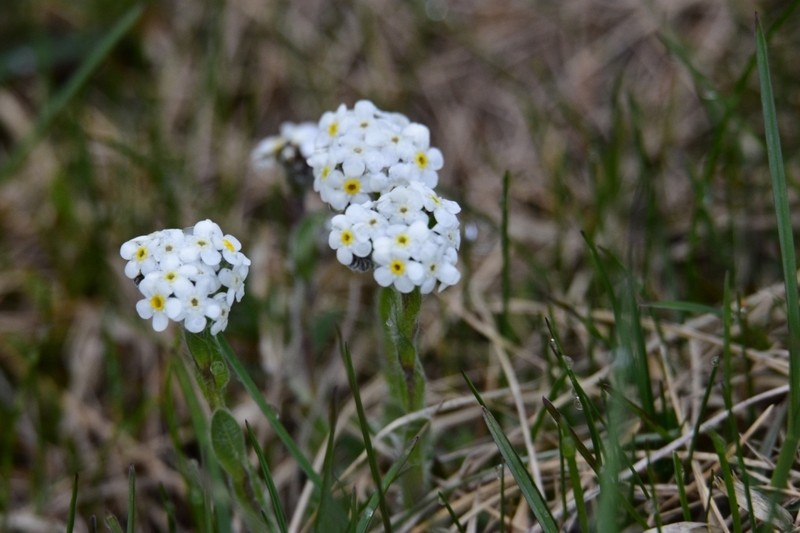 Eritrichium villosum photo 5