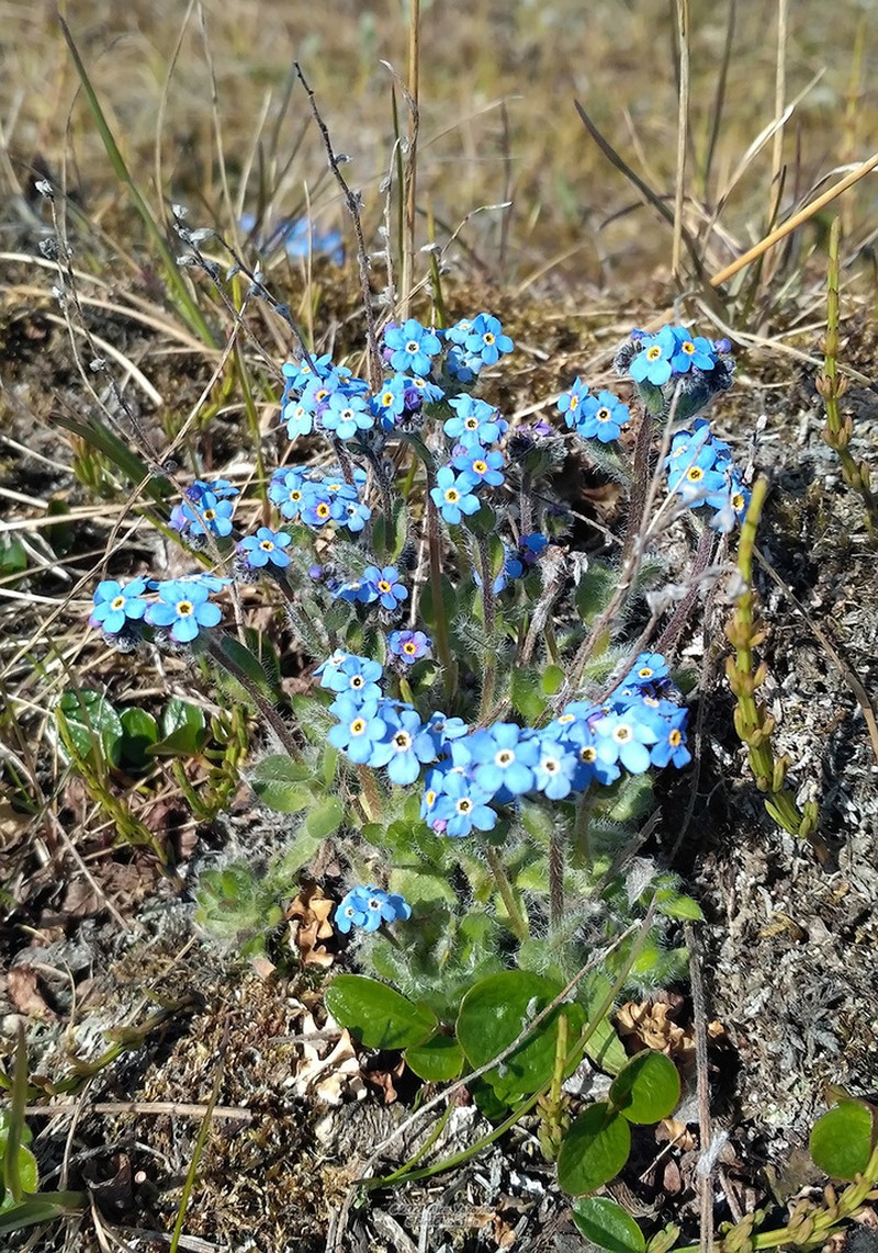 Eritrichium villosum photo 6