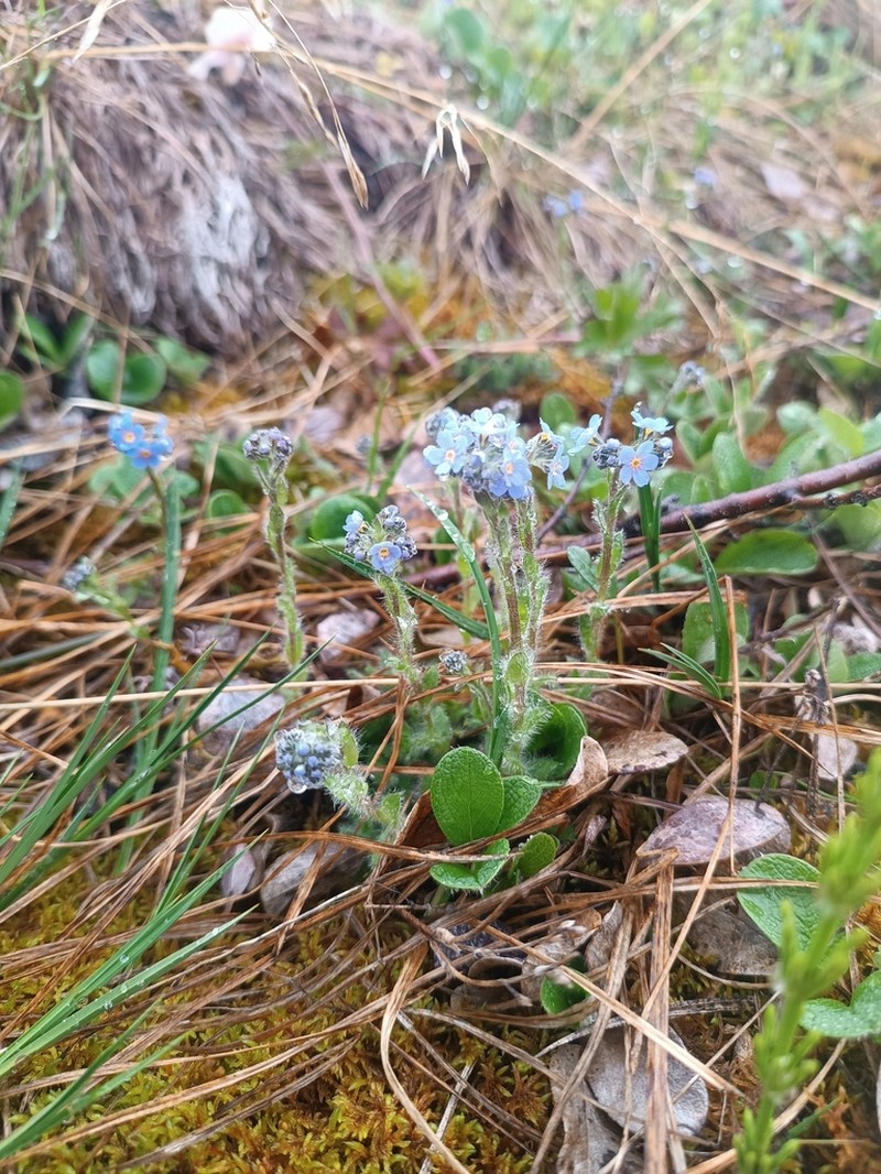 Eritrichium villosum photo 7