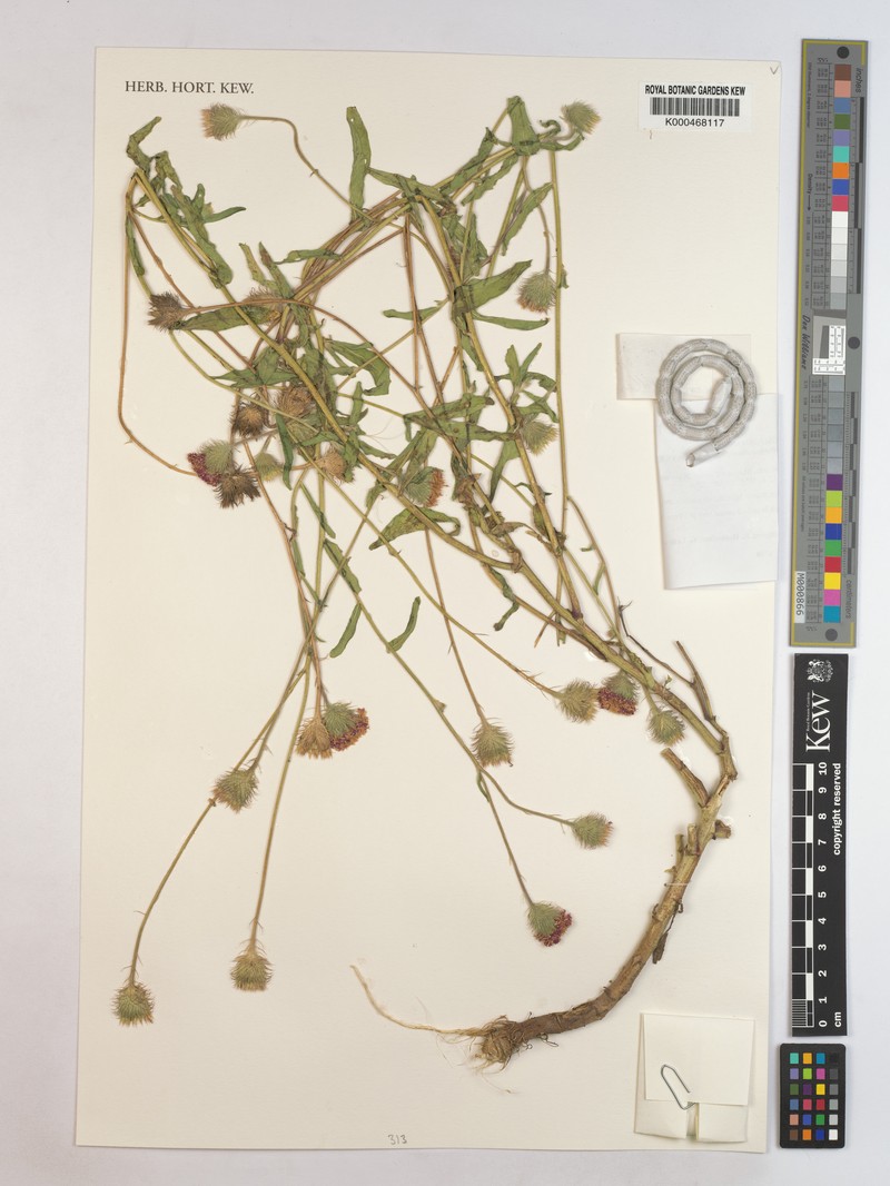 Erlangea alternifolia