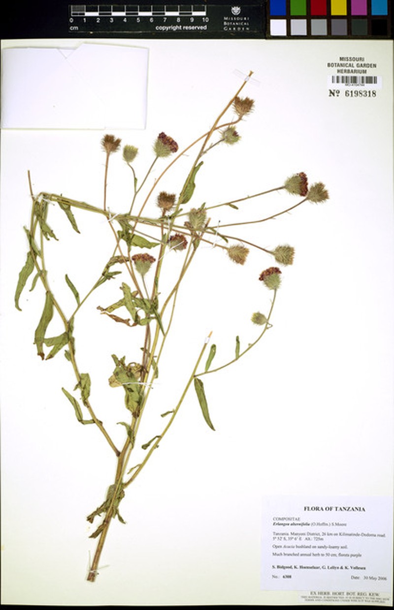 Erlangea alternifolia photo 2