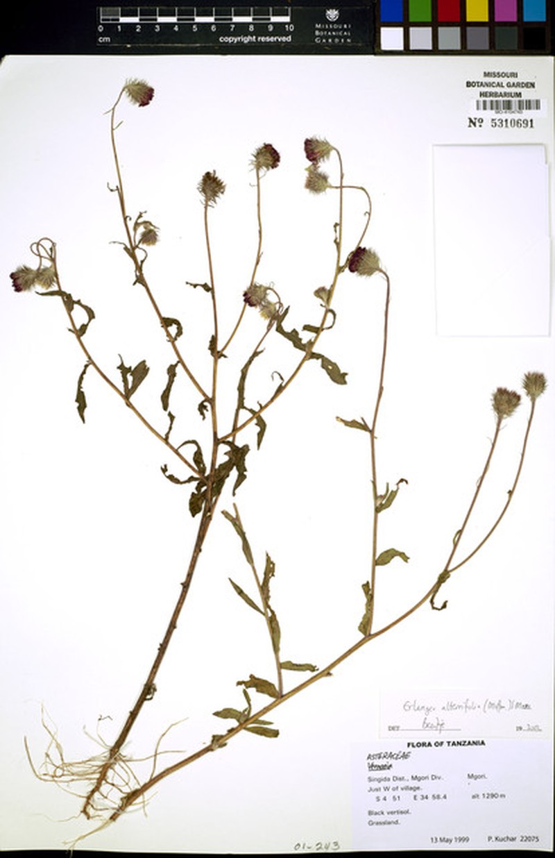 Erlangea alternifolia photo 3