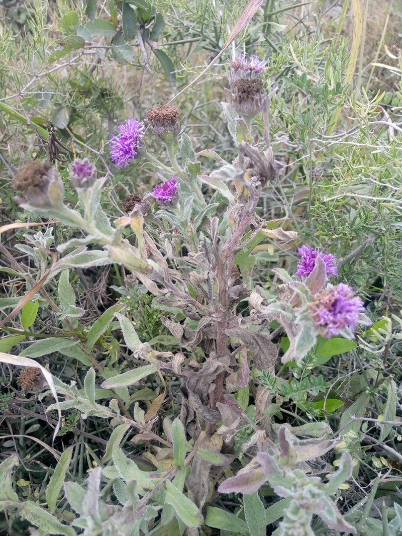 Erlangea calycina