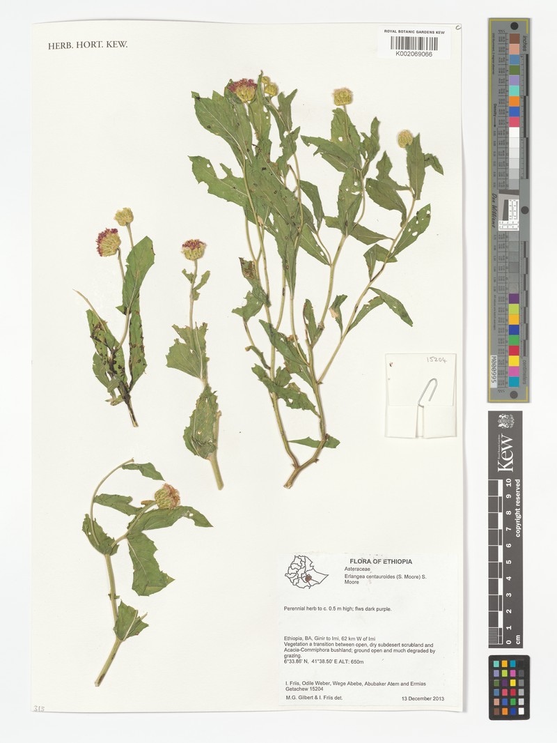 Erlangea centauroides