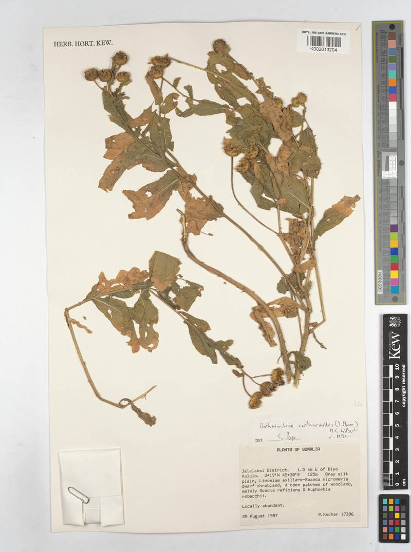 Erlangea centauroides photo 2