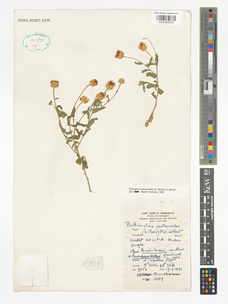 Erlangea centauroides photo 3
